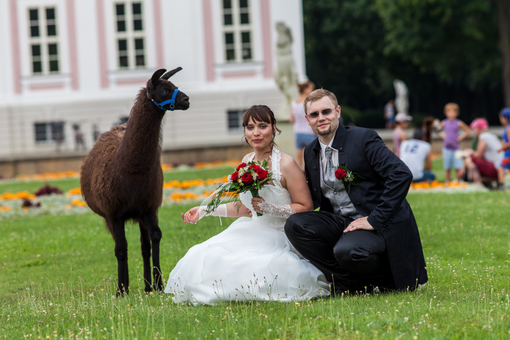 Hochzeitsfoto mit Brautpaar und Alpaka