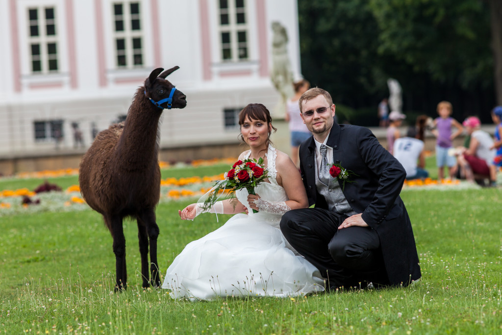 Alpaka in Schloss Friedrichsfelde